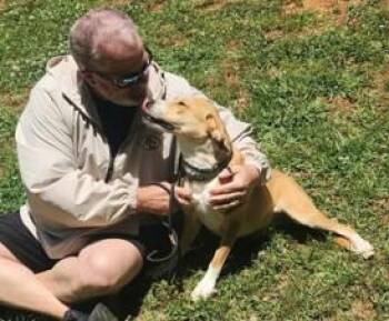 Lucille -  Shepherd and Mixed Breed Dog for Adoption in Morristown, New Jersey - Lucille | PetCurious