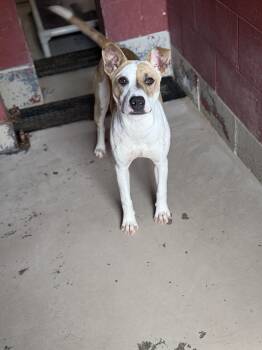 Honey 12105 -  Mixed Breed Dog for Adoption in Elberton, Georgia - Honey 12105 | PetCurious