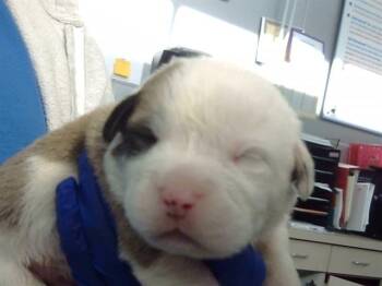 Mixed Breed Dogs Available for Adoption in Dallas, Texas - RON | PetCurious