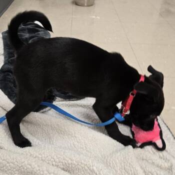 Mixed Breed Dogs Available for Adoption in Pittsburgh, Pennsylvania - Sara | PetCurious