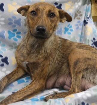 Donna -  German Shepherd Dog and Mixed Breed Dog for Adoption in Pequot Lakes, Minnesota - Donna | PetCurious
