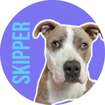 Skipper -  Mixed Breed and Pit Bull Terrier Dog for Adoption in Fort Worth, Texas - Skipper | PetCurious