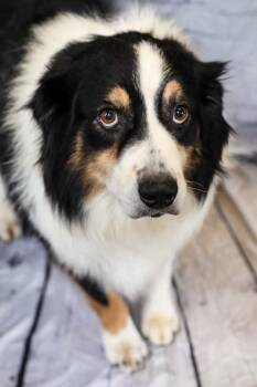 Buddy -  Australian Shepherd and Mixed Breed Dog for Adoption in Dothan, Alabama - Buddy | PetCurious