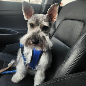 Miniature Schnauzer Dogs Available for Adoption in Homer Glen, Illinois - Harvey | PetCurious