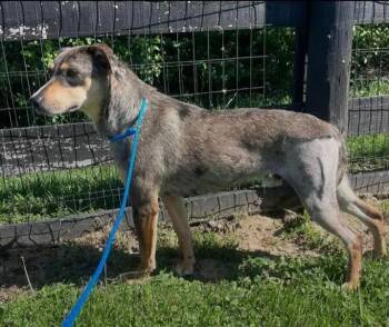Catahoula Leopard Dog and Hound Dogs Available for Adoption in Indianapolis, Indiana - Olaf | PetCurious