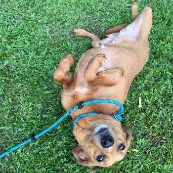 Jane 061302A -  Labrador Retriever and Beagle Dog for Adoption in Amory, Mississippi - Jane 061302A | PetCurious