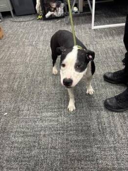 Mixed Breed Dogs Available for Adoption - Elsa | PetCurious