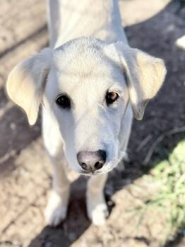 Kate -  Yellow Labrador Retriever Dog for Adoption in South Saint Paul, Minnesota - Kate | PetCurious