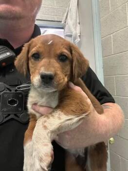 Cocoa -  Mixed Breed Dog for Adoption in Holbrook, Arizona - Cocoa | PetCurious