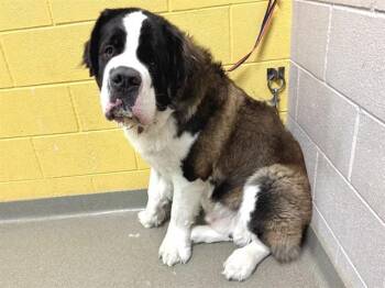 BEETHOVEN -  Saint Bernard Dog for Adoption in Colorado Springs, Colorado - BEETHOVEN | PetCurious
