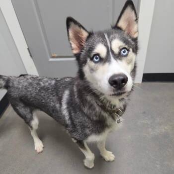 Bloom -  Siberian Husky Dog for Adoption in Normal, Illinois - Bloom | PetCurious