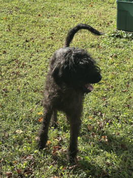 Rescue Schnauzer Dogs for Adoption in Chattanooga, Tennessee - Ryder | PetCurious