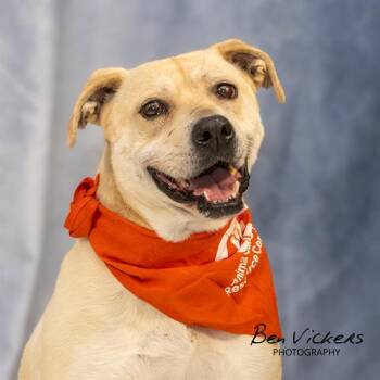 HANNAH -  Labrador Retriever and Mixed Breed Dog for Adoption in Albuquerque, New Mexico - HANNAH | PetCurious