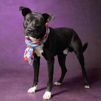 Rocky -  Terrier and Mixed Breed Dog Available for Adoption in Atlanta, Georgia - Rocky | PetCurious