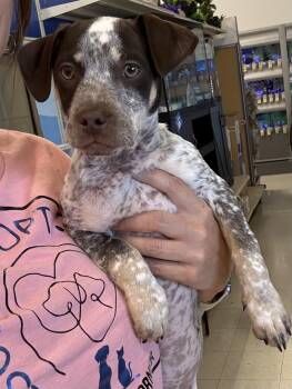 German Shorthaired Pointer Dogs Available for Adoption in Longmont, Colorado - Duke | PetCurious