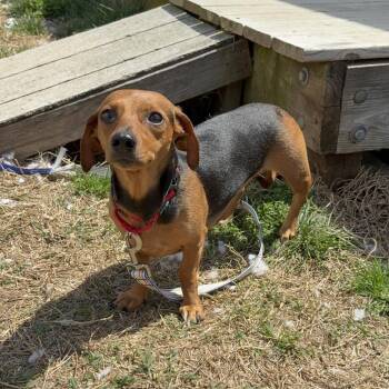 Dachshund and Mixed Breed Dogs Available for Adoption in Fredericksburg, Virginia - Sasha | PetCurious