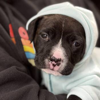 Mixed Breed Dogs Available for Adoption in Edwardsville, Illinois - Tank | PetCurious