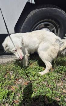 Great Pyrenees Dogs Available for Adoption in San Antonio, Texas - PURITY | PetCurious