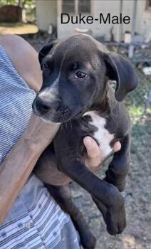 Duke -  Labrador Retriever Dog for Adoption in Manchester, Connecticut - Duke | PetCurious
