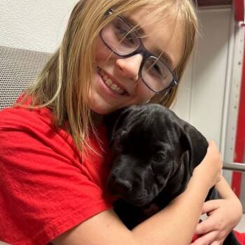 Boxer Dogs Available for Adoption in Elyria, Ohio - Grogu | PetCurious
