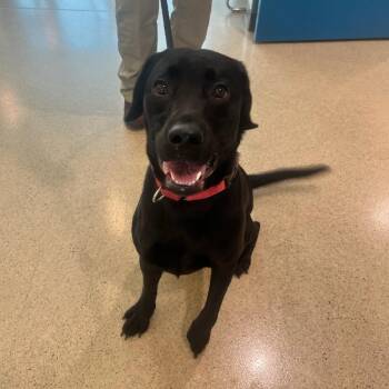 Norman (ID 52037) -  Labrador Retriever Dog for Adoption in Manassas, Virginia - Norman (ID 52037) | PetCurious