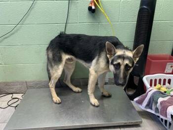 BROCK -  German Shepherd Dog and Mixed Breed Dog for Adoption in Grand Prairie, Texas - BROCK | PetCurious