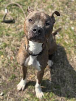 Mixed Breed Dogs Available for Adoption in West Chester, Pennsylvania - Breezy Bear | PetCurious