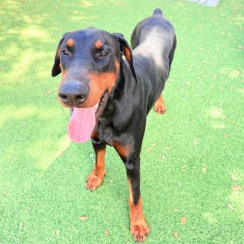 Sawyer 3617 -  Doberman Pinscher Dog for Adoption in Oakland Park, Florida - Sawyer 3617 | PetCurious
