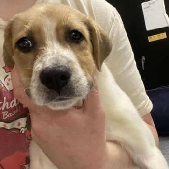 Mixed Breed Dogs Available for Adoption - Starshine | PetCurious
