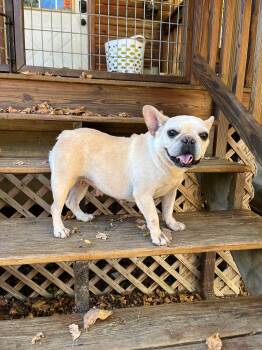 Rescue French Bulldog Dogs for Adoption in Chicopee, Massachusetts - BUTTER BEAN | PetCurious