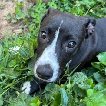 Dachshund and Labrador Retriever Dogs Available for Adoption in Rockville, Maryland - Spinelli | PetCurious