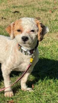 Waffle -  Bichon Frise and Shih Tzu Dog for Adoption in Seattle, Washington - Waffle | PetCurious