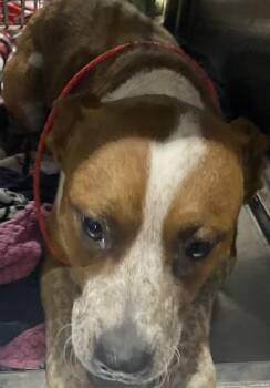 Mixed Breed Dogs Available for Adoption - XANDER | PetCurious