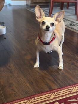 Chrissy -  Chihuahua Dog Available for Adoption in Redding, California - Chrissy | PetCurious