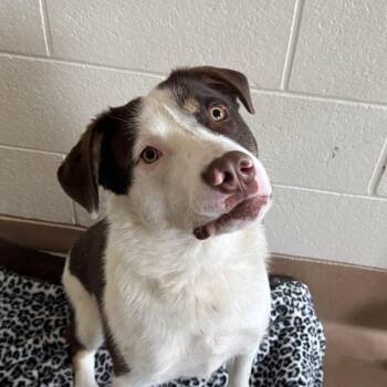 Border Collie Dogs Available for Adoption in Reno, Nevada - Cinnamon Bun | PetCurious