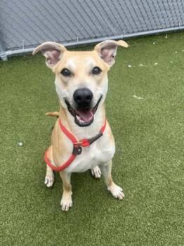 Rescue Terrier and Mixed Breed Dogs for Adoption in Fishers, Indiana - Auggie | PetCurious