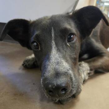 Buttercup -  Mixed Breed Dog for Adoption in Flagstaff, Arizona - Buttercup | PetCurious