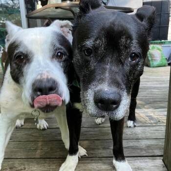 Australian Cattle Dog Blue Heeler and Pit Bull Terrier Dogs Available for Adoption - BOOTSY & BETTY (BONDED SENIOR SISTERS) | PetCurious