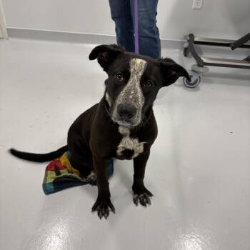 Tiffany -  Australian Cattle Dog Blue Heeler Dog for Adoption in Bourbonnais, Illinois - Tiffany | PetCurious