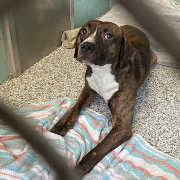 Duke -  Mixed Breed Dog for Adoption in Port Charlotte, Florida - Duke | PetCurious