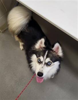 Husky and Pomeranian Dogs Available for Adoption in Hagerstown, Maryland - FERRAGAMO | PetCurious