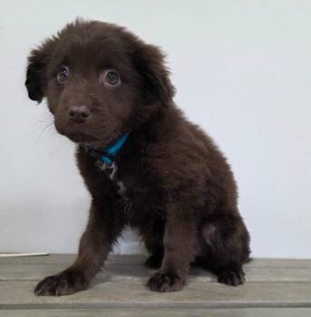 Labrador Retriever Dogs Available for Adoption - Reba (Teal/6) | PetCurious