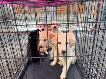 Cullener / Disney -  Labrador Retriever and Mixed Breed Dog for Adoption in Broomfield, Colorado - Cullener / Disney | PetCurious