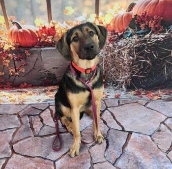 Rescue Shepherd and Mixed Breed Dogs for Adoption in Bryan, Texas - 59835306 | PetCurious