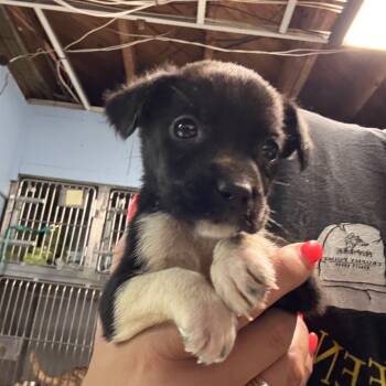 Rescue Mixed Breed Dogs for Adoption in Savannah, Georgia - South Bound | PetCurious