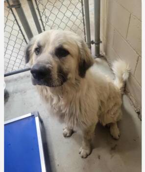 Rescue Mixed Breed Dogs for Adoption in Fairfield, New Jersey - Samuel | PetCurious