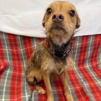 Chihuahua Dogs Available for Adoption - Roslyn | PetCurious