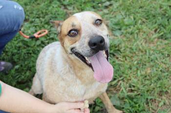 Whitney -  Australian Cattle Dog Blue Heeler Dog for Adoption in Dyer, Indiana - Whitney | PetCurious