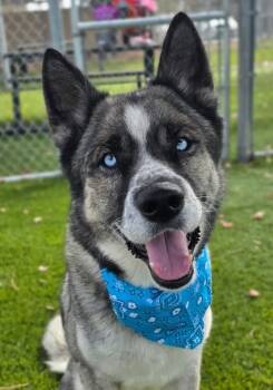 Rescue Akita and Siberian Husky Dogs for Adoption in Cottonwood Heights, Utah - Moose | PetCurious