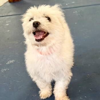 Millie - Missouri MY26-145 -  Maltese Dog for Adoption in Peyton, Colorado - Millie - Missouri MY26-145 | PetCurious